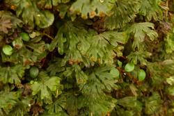 Hymenophyllum lyallii. Flabellate fronds with segments branching dichotomously.  
 Image: L.R. Perrie © Leon Perrie 2010 CC BY-NC 3.0 NZ